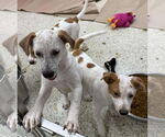 Small #3 Labrador Retriever Mix