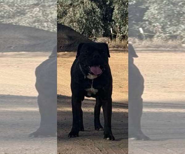 Medium Photo #3 Boxer-Unknown Mix Puppy For Sale in San Diego, CA, USA