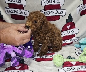 Poodle (Miniature) Puppy for sale in DENVER, CO, USA