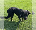Small #2 Rottweiler Mix