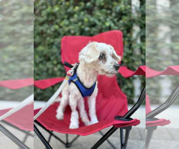 Medium Photo #2 Poodle (Miniature) Puppy For Sale in Spring, TX, USA