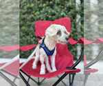 Small #1 Poodle (Miniature)