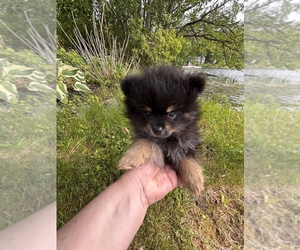 Medium Photo #2 Pomeranian Puppy For Sale in AUGUSTA, ME, USA