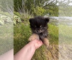 Small #1 Pomeranian