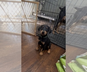 Doberman Pinscher Puppy for sale in OAK FOREST, IL, USA