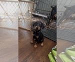 Image preview for Ad Listing. Nickname: Green collar