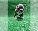 Small #6 American Bully