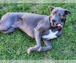 Small #21 Blue Lacy Mix
