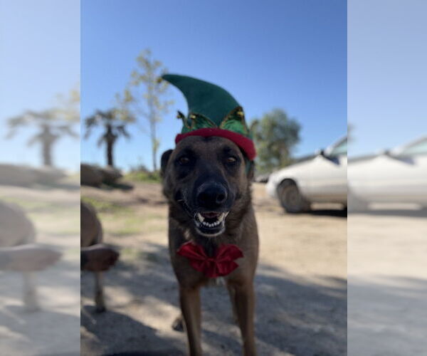 Medium Photo #3 Mutt Puppy For Sale in Imlay City, MI, USA