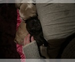 Small #12 Frenchie Pug