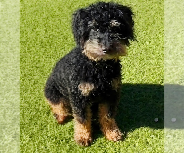 Medium Photo #1 Yorkipoo Puppy For Sale in PASADENA, CA, USA