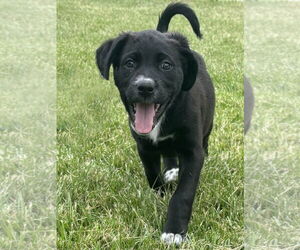 Labradoodle Dogs for adoption in LAKE ST LOUIS, MO, USA