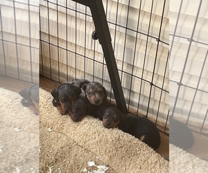 Dachshund Puppy for sale in BESSEMER CITY, NC, USA