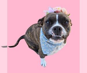 Mutt Dogs for adoption in Bakersfield, CA, USA