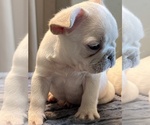 Small #2 French Bulldog
