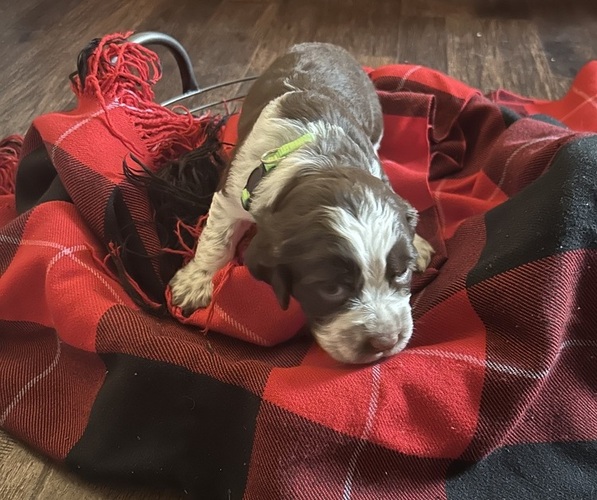 Medium Photo #3 English Springer Spaniel Puppy For Sale in PERRY, MO, USA
