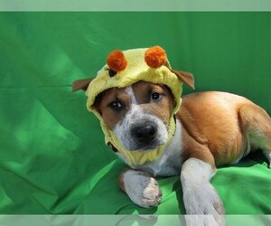 Bedlington Terrier-Labrador Retriever Mix Dogs for adoption in San Diego, CA, USA