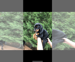 Small #22 Doberman Pinscher
