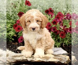 Goldendoodle (Miniature) Puppy for sale in LITITZ, PA, USA