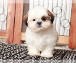 Small #3 Shih Tzu