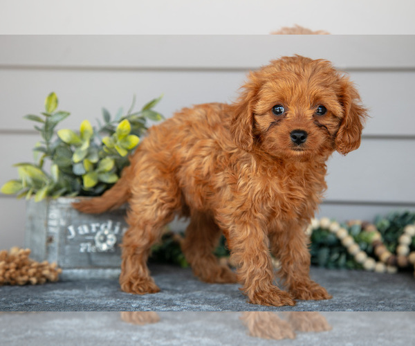 Medium Photo #1 Cavapoo (Miniature) Puppy For Sale in WOLCOTTVILLE, IN, USA
