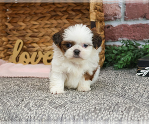Shih Tzu Puppy for sale in SYRACUSE, IN, USA