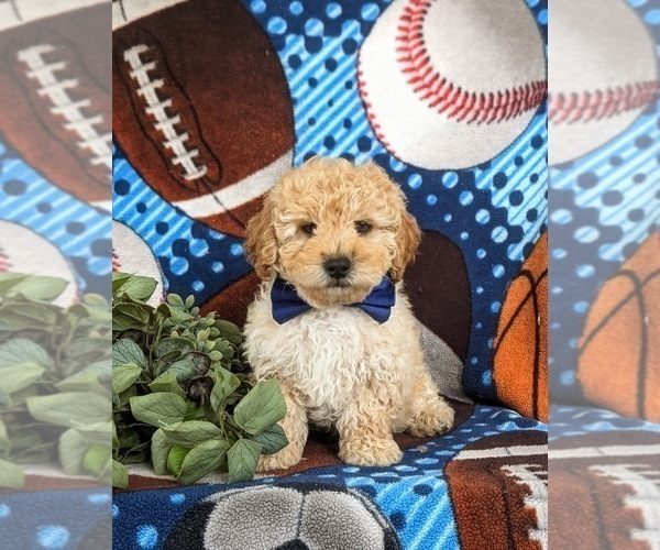 Medium Photo #2 Poodle (Toy) Puppy For Sale in KIRKWOOD, PA, USA