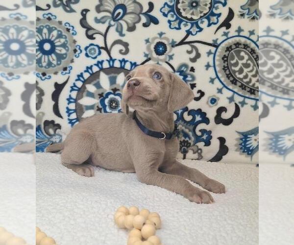 Medium Photo #2 Weimaraner Puppy For Sale in LEWISBURG, KY, USA