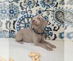 Small #1 Weimaraner