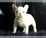 Puppy Marley AKC French Bulldog