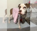 Small #2 Boxer Mix