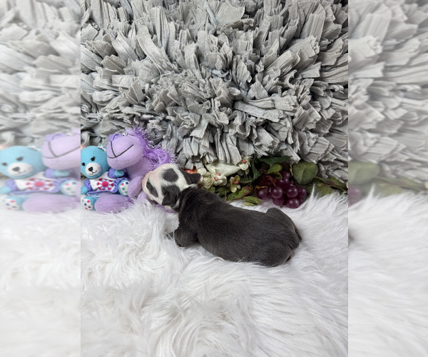 Medium Photo #10 Olde English Bulldogge Puppy For Sale in AUSTIN, TX, USA