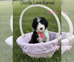 Aussiedoodle-Poodle (Standard) Mix Puppy for sale in SULLIVAN, IN, USA