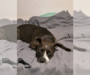 Piper (Courtesy Listing) - Female American Pit Bull Terrier Dog for Adoption - Photo #3