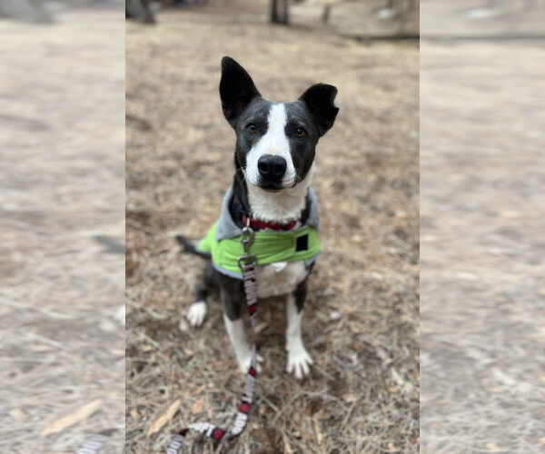 Medium Photo #1 Border Collie-Unknown Mix Puppy For Sale in Chico, CA, USA