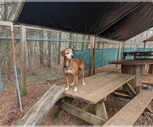 Amelia - Female Mutt Dog for Adoption - Photo #3