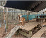 Small Photo #3 Mutt Puppy For Sale in McCormick, SC, USA