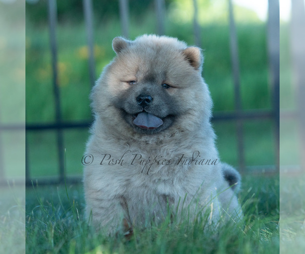 Medium Photo #7 Chow Chow Puppy For Sale in WARSAW, IN, USA