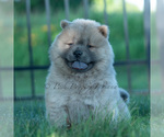 Small #6 Chow Chow