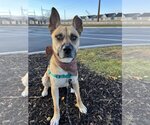Small #6 German Shepherd Dog Mix