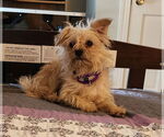 Small #10 Mutt