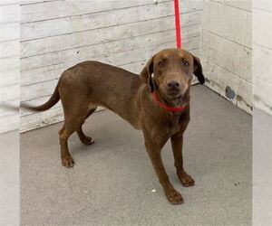 Labrador Retriever Dogs for adoption in San Bernardino, CA, USA