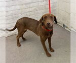 Small Labrador Retriever