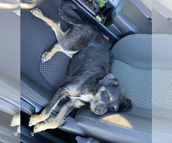 Medium Photo #3 Mutt Puppy For Sale in Grafton, WI, USA