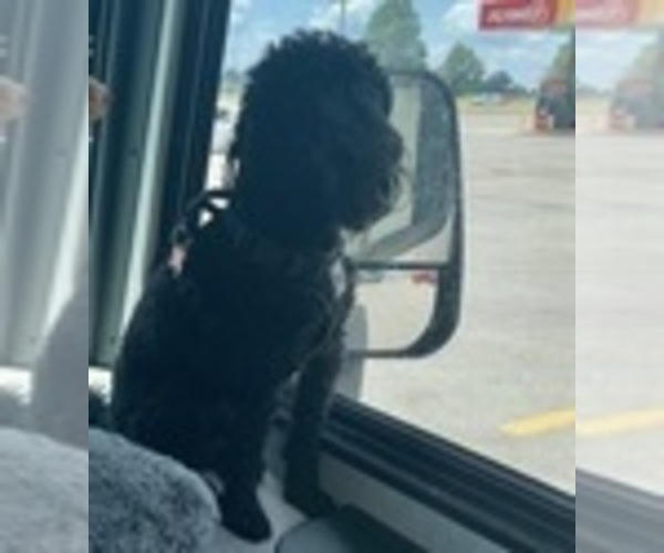 Medium Photo #1 Poodle (Toy) Puppy For Sale in EUDORA, KS, USA