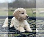 Small Photo #11 Golden Retriever Puppy For Sale in MORGANTOWN, IN, USA