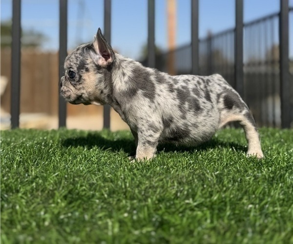 Medium Photo #10 French Bulldog Puppy For Sale in TULSA, OK, USA