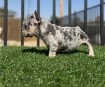 Small #9 French Bulldog