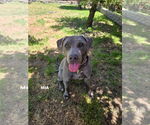 Small #1 American Pit Bull Terrier-Weimaraner Mix