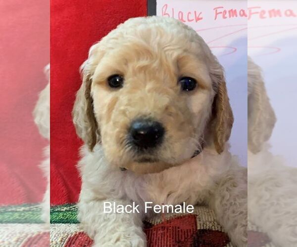 Medium Photo #1 Goldendoodle Puppy For Sale in PORTSMOUTH, OH, USA